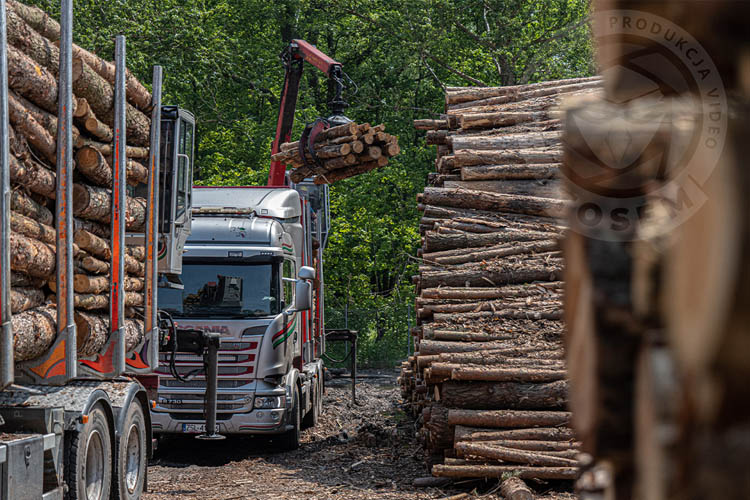 transport drewna mag darłowo